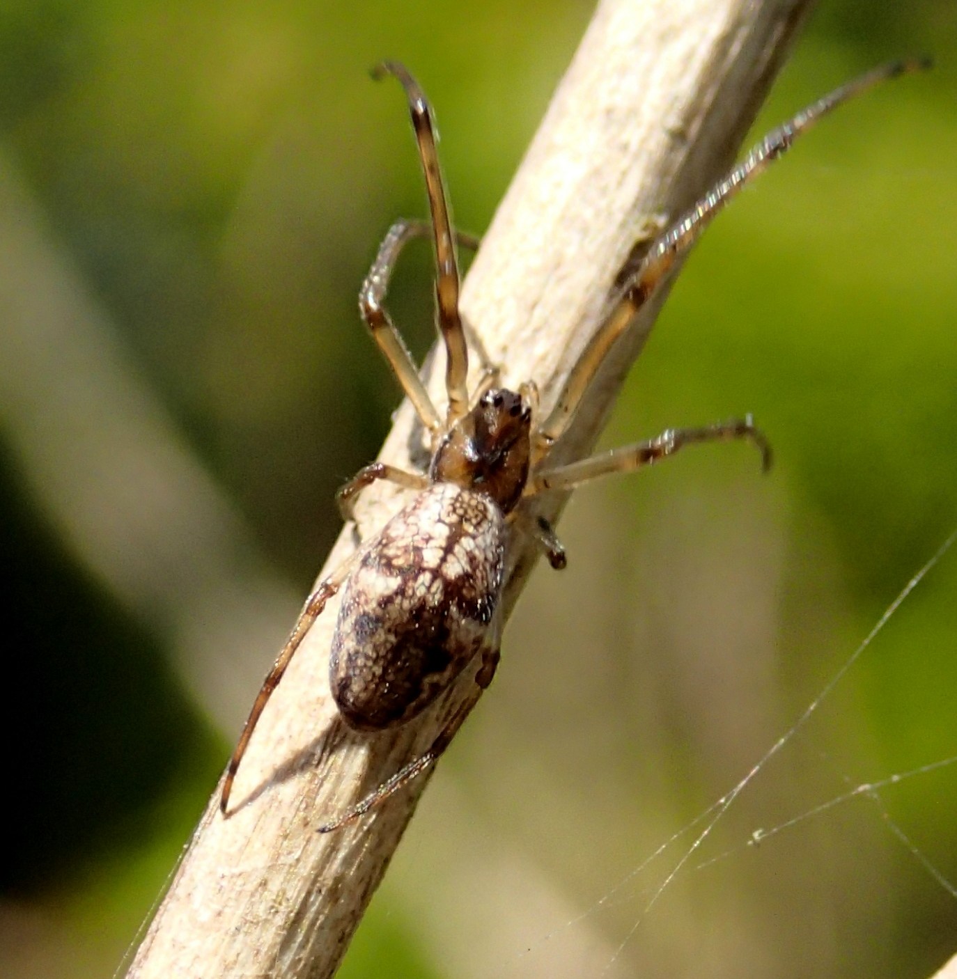 Tetragnatha sp. e Theridiidae - Lughignano (TV)